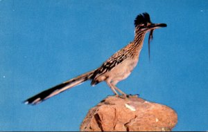 New Mexico State Bird The Desert Road Runner