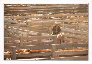 BF36360 amarillo cattle in the corral cow horse types USA  front/back scan