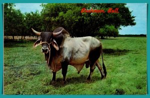 Texas - Brahman Bull - [TX-146]