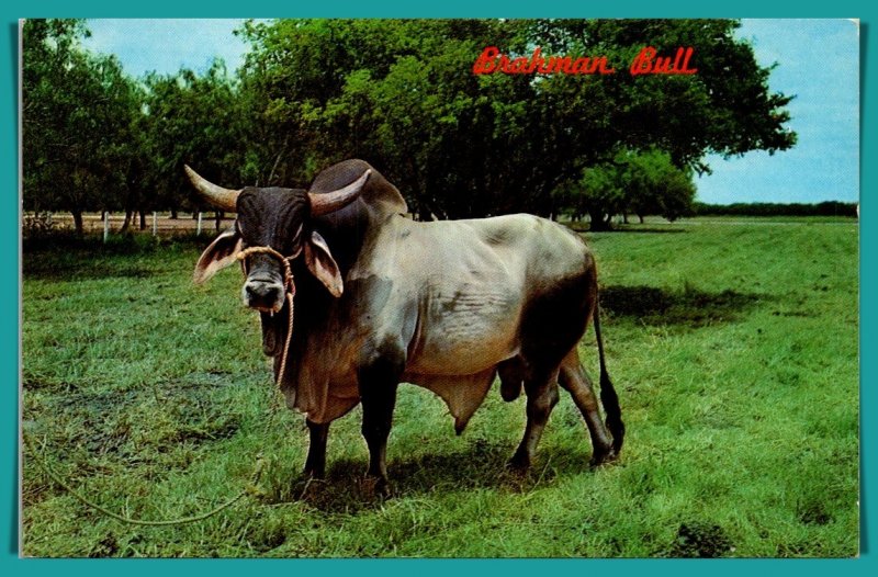 Texas - Brahman Bull - [TX-146]