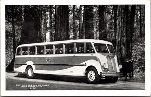 Postcard Gray Line Bus and Big Trees in Muir Woods, California 