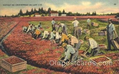 Harvesting Farming, Farm, Farmer  1940 