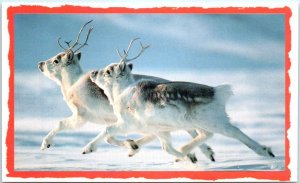 Postcard - Peary caribous dashing through the snow on Ellesmere Island - Canada