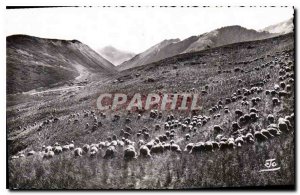 Old Postcard The Alps Sheep in the high mountain pastures