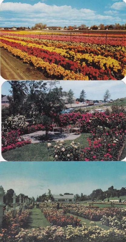 (3 cards) Jackson & Perkins Rose Garden - Newark NY, New York - pm 1964