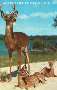 Michigan Greetings From Mt Pleasant Male Deer and Young 1968