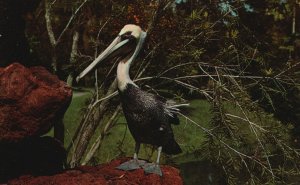 Vintage Postcard Wild Birds And Waterfowl Ostentatious Pelican Sarasota Jungle