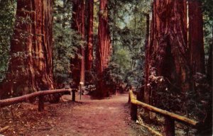 Henry Cowell Redwoods State Park Santa Cruz County, CA 1960 Vintage Postcard