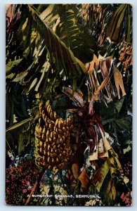 Bermuda Postcard View of  a Bunch of Bananas in a Tree c1910 Antique Unposted