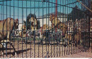 SARASOTA, Florida, 1950-1960's; The Lions Performing In The Big Outdoor Cage,...