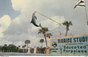 Trained Porpoise , Marine Studios , Florida , 1950-60s