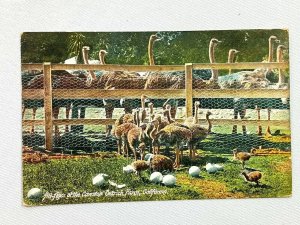 Vintage Postcard 1909 All Ages at the Cawston Ostrich Farm CA California