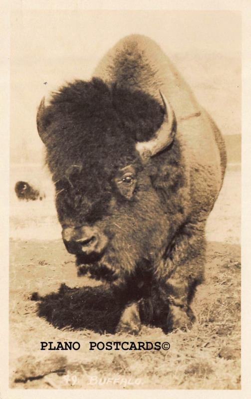 GREAT VINTAGE PHOTO OF A BUFFALO RPPC REAL PHOTO POSTCARD