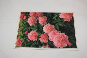 Peony Official State Flower Indiana Postcard American GeoGraphics JIP 109