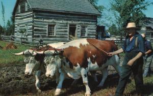 Canada - Ontario, Morrisburg. Upper Canada Village. Plowing with Oxen