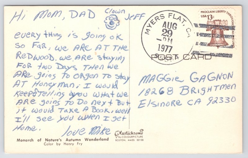 Animal~Deer In Autumn Wonderland~MA~Henry Fry Color~PM 1977~Chrome Postcard