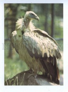 195561 Europe griffon old postcard