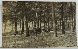 Elgin Illinois RPPC With The Deer Lord's Park Real Photo c1910 Postcard P3