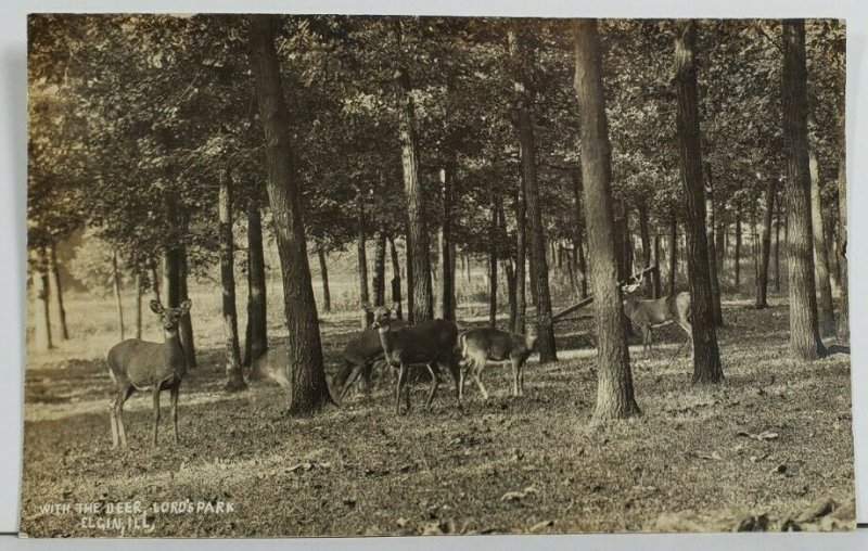 Elgin Illinois RPPC With The Deer Lord's Park Real Photo c1910 Postcard P3