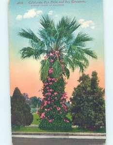Divided-back CALI FAN PALM TREE Postmarked Pasadena - Los Angeles CA AD8375