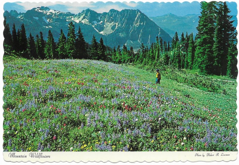 US used,  Cascades wildflowers - Washington State.  Nice