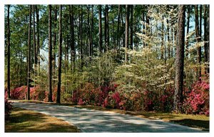 Postcard HIGHWAY SCENE Atlanta Georgia GA AS2896