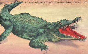 Vintage Postcard Hungry Alligator Suns At Pool Tropical Hobbyland Miami Florida