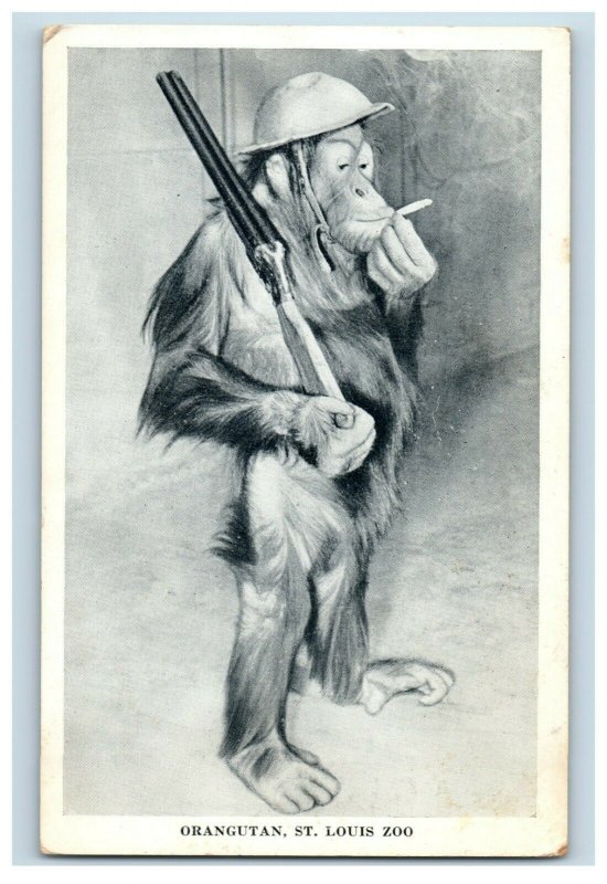 Vintage Real Orangutan Smoking A Cigar With Shotgun St Louis Zoo Postcards P3
