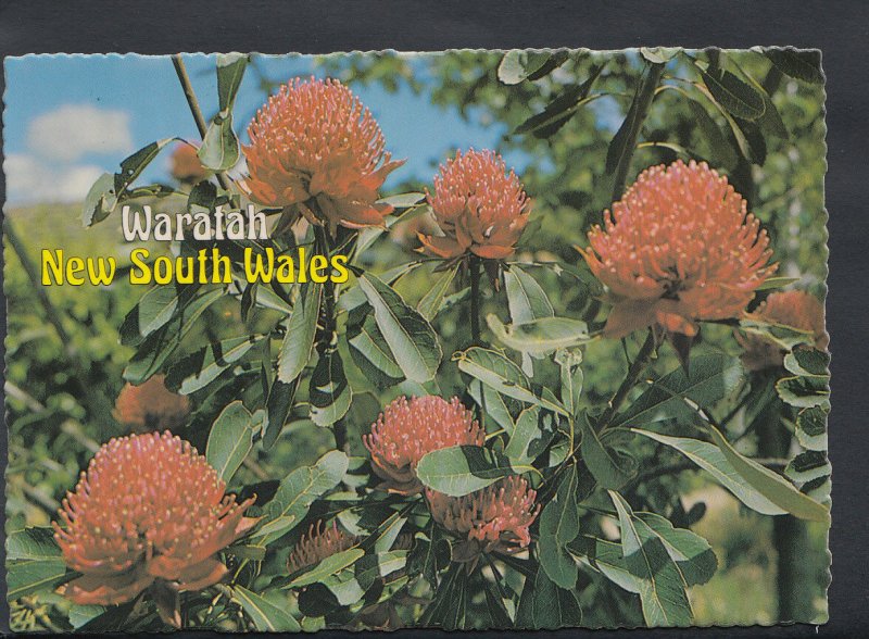 Australia Postcard - Waratah Floral Emblem, New South Wales  RR1837