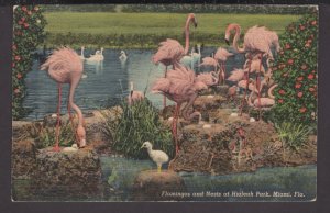 Florida Miami - Hialeah Park Flamingos and Nests at Hialeah Park pm1950 - LINEN