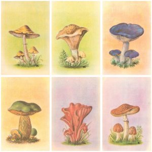 Set of 6 postcards Romania mushrooms