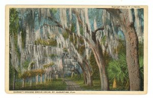 FL - St. Augustine. Garnett Orange Grove Drive ca 1906
