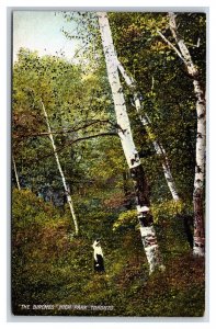 The Birches High Park Toronto Ontario Canada UNP DB Postcard T6