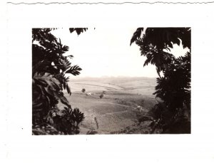 El Yonque Forest, Porto Rico (2 ) 1940s Photographs approx. 3 X 4 in