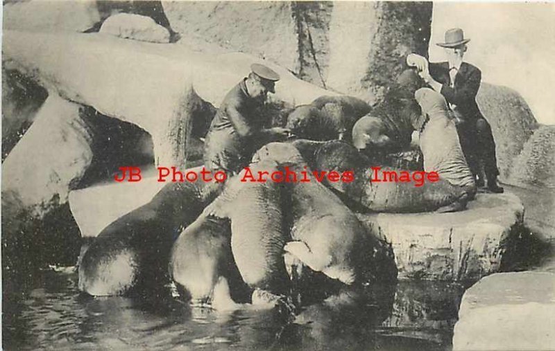 Germany, Hamburg, Stellingen, Carl Hagenbeck's Tierpark, Walrus