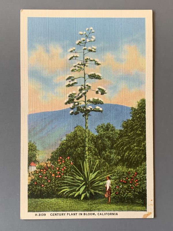 Century Plant In Bloom CA Linen Postcard A1148083904