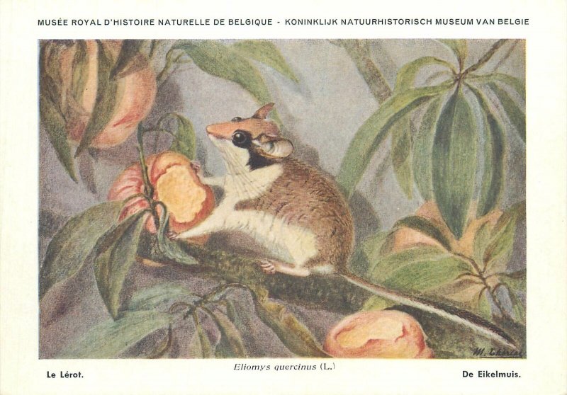 Postcard animals Belgium royal museum le lerot eliomys quercinus