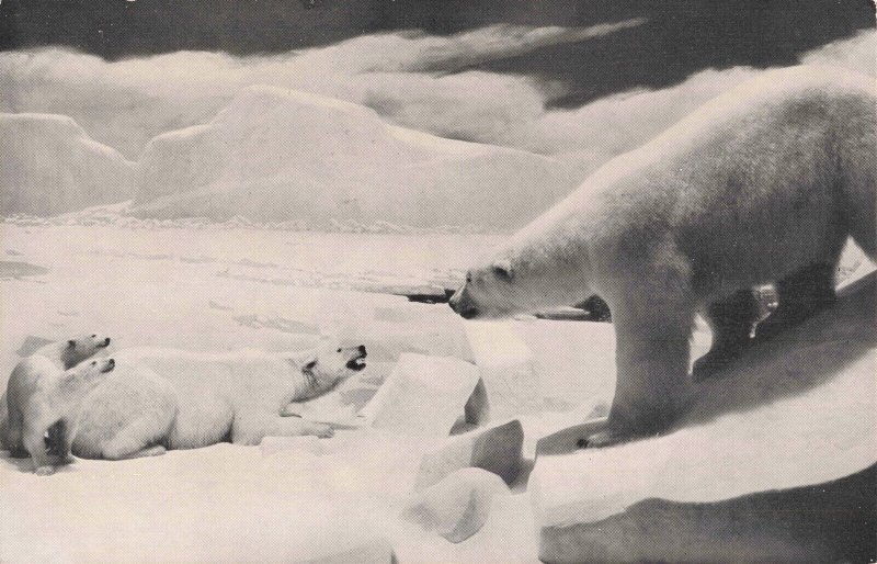 RPPC Polar Bears Male and Female w/ Cubs Postcard 2R4-317 