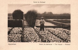 VINTAGE POSTCARD BEDS OF HYACINTHS HOTEL DE BELLEVUE THE HAGUE HOLLAND c. 1930