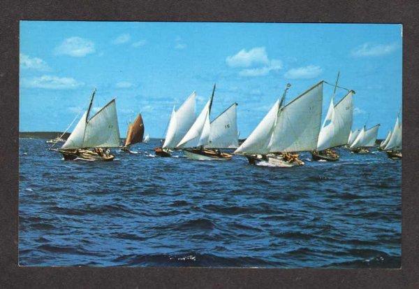 ME Sailboats Sloops Races Friendship Maine Postcard