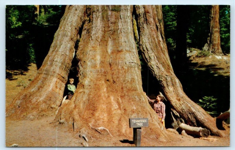 KINGS CANYON NATIONAL PARK, CA ~ Giant Sequoia TENNESSEE TREE c1950s Postcard