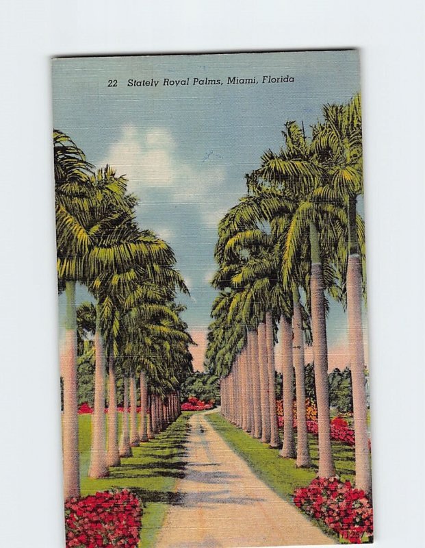 Postcard Stately Royal Palms Miami Florida USA