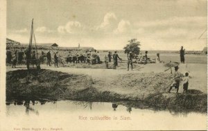 siam thailand, BANGKOK, Rice Cultivation, Ploughing Oxes (1899) Postcard