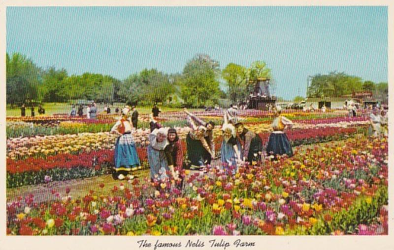 Michigan Holland Nelis Tulip Farm