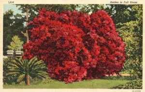 Vintage Postcard 1920's Portrait Beautiful Azalea in Full Bloom Flowers Florida