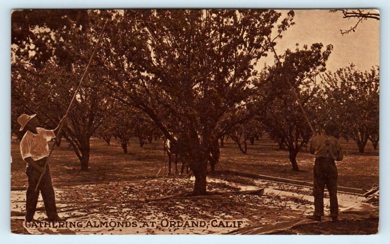 ORLAND, CA California GATHERING ALMONDS Agriculture c1910s Glenn County Postcard