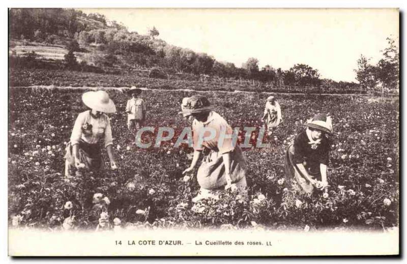 Old Postcard The Cote d & # 39Azur The Rose Collection