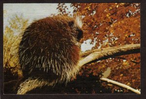 PQ QC Porcupine Animal Zoo Jardin Zoologique de Quebec City Carte Postale