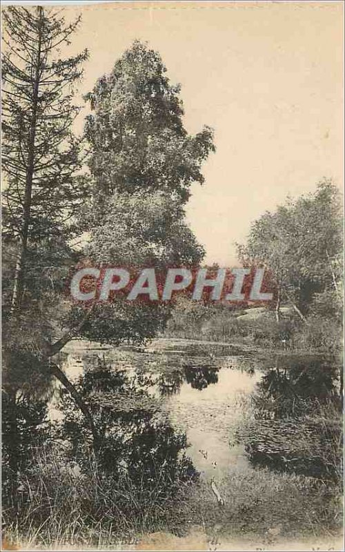 Postcard Old Forest of Fontainebleau