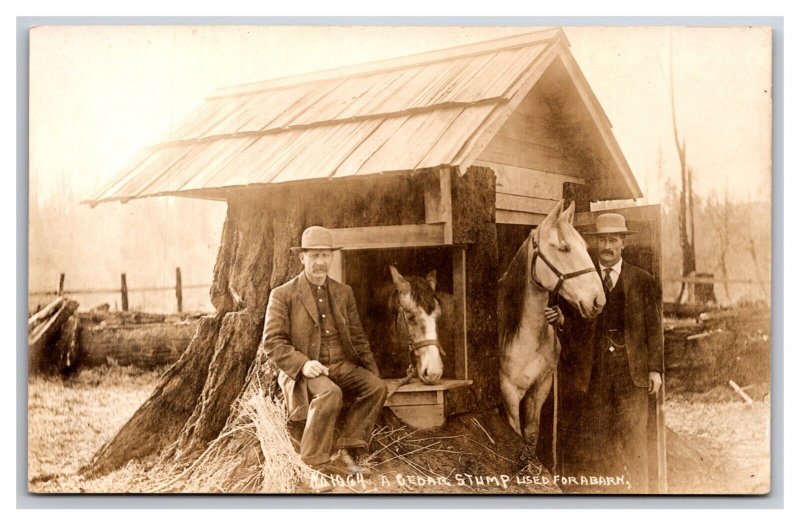 RPPC Cedar Stump Used For a Barn Hoquiam Washington WA UNP Postcard Y15